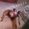 tarantula