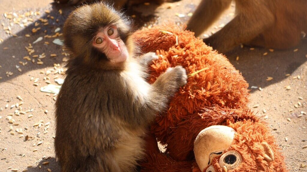 Giappone: scimmietta abbandonata adotta peluche e la storia diventa virale